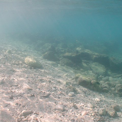 curocaobocaunderwaterleesurvey_181 curocaobocaunderwaterleesurvey_181