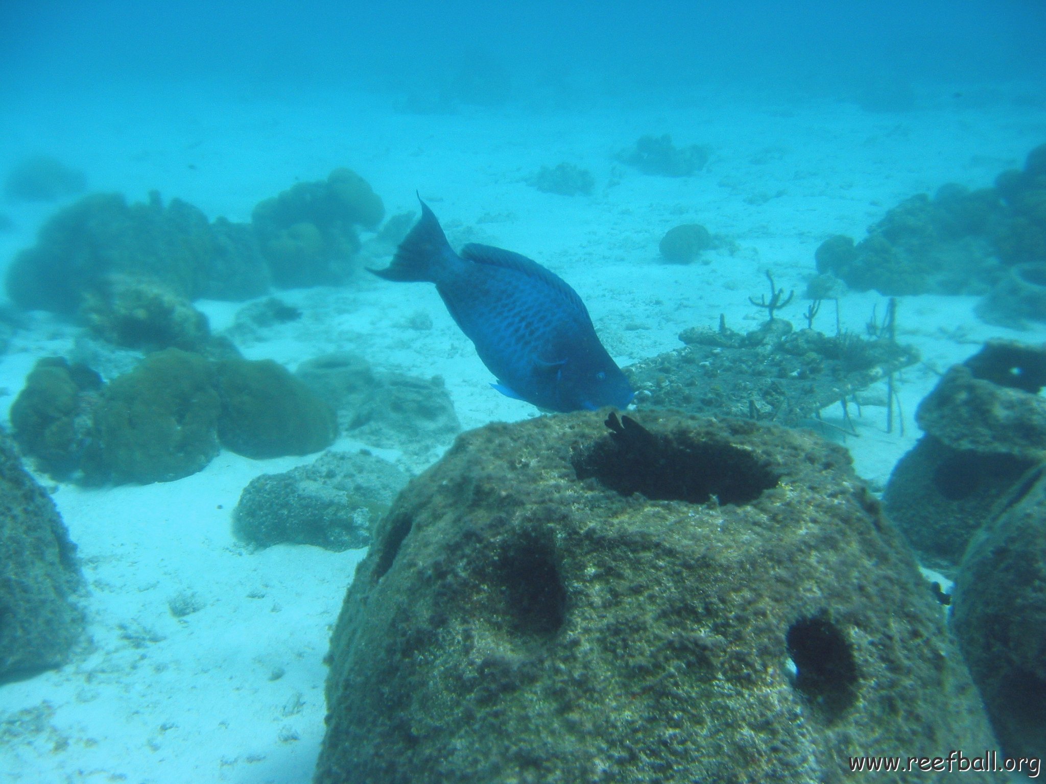 blue_parrot_eating_from_reef_balls_cl_10_west