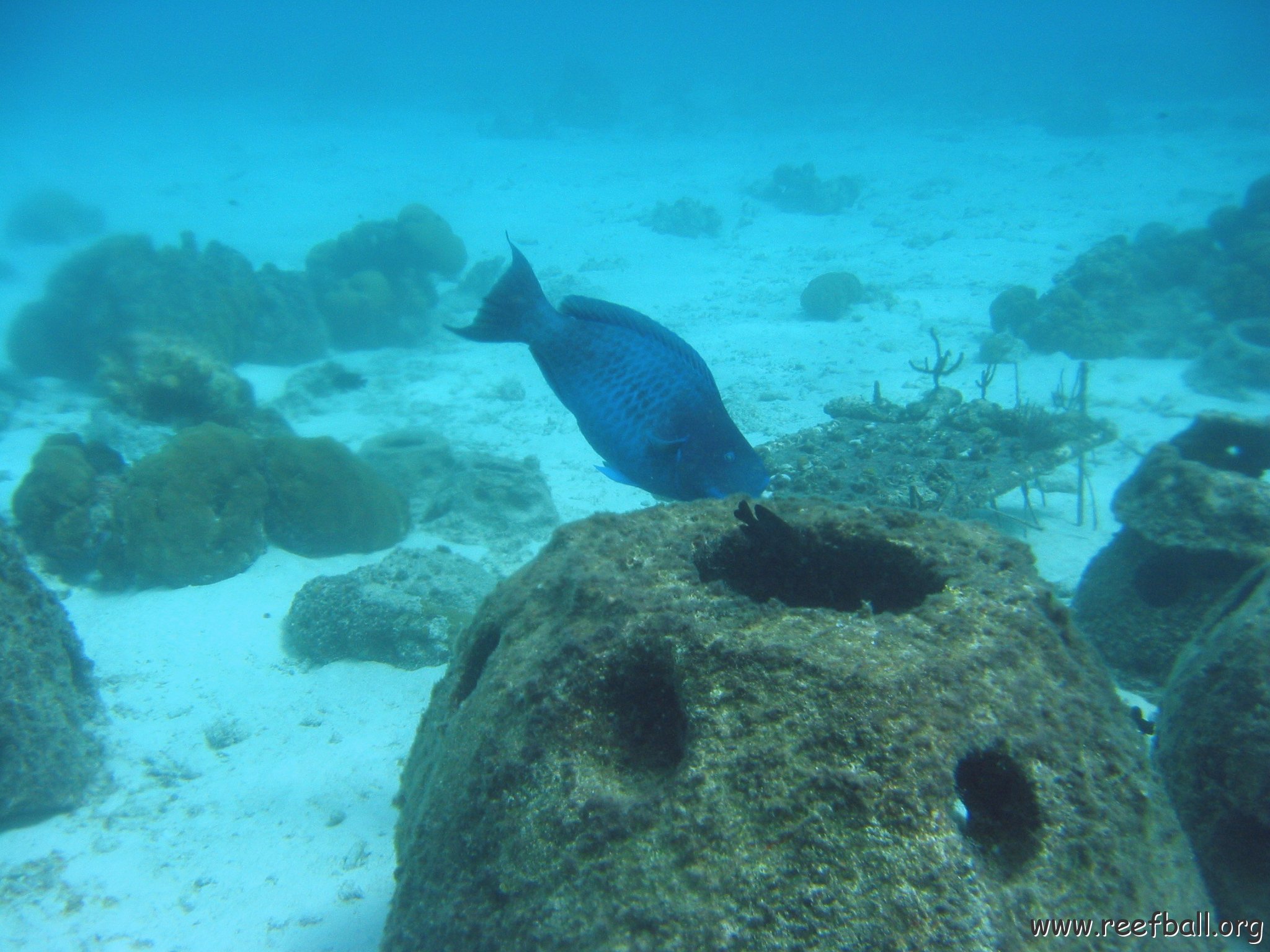 blue_parrot_eating_from_reef_balls_cl_10_west 