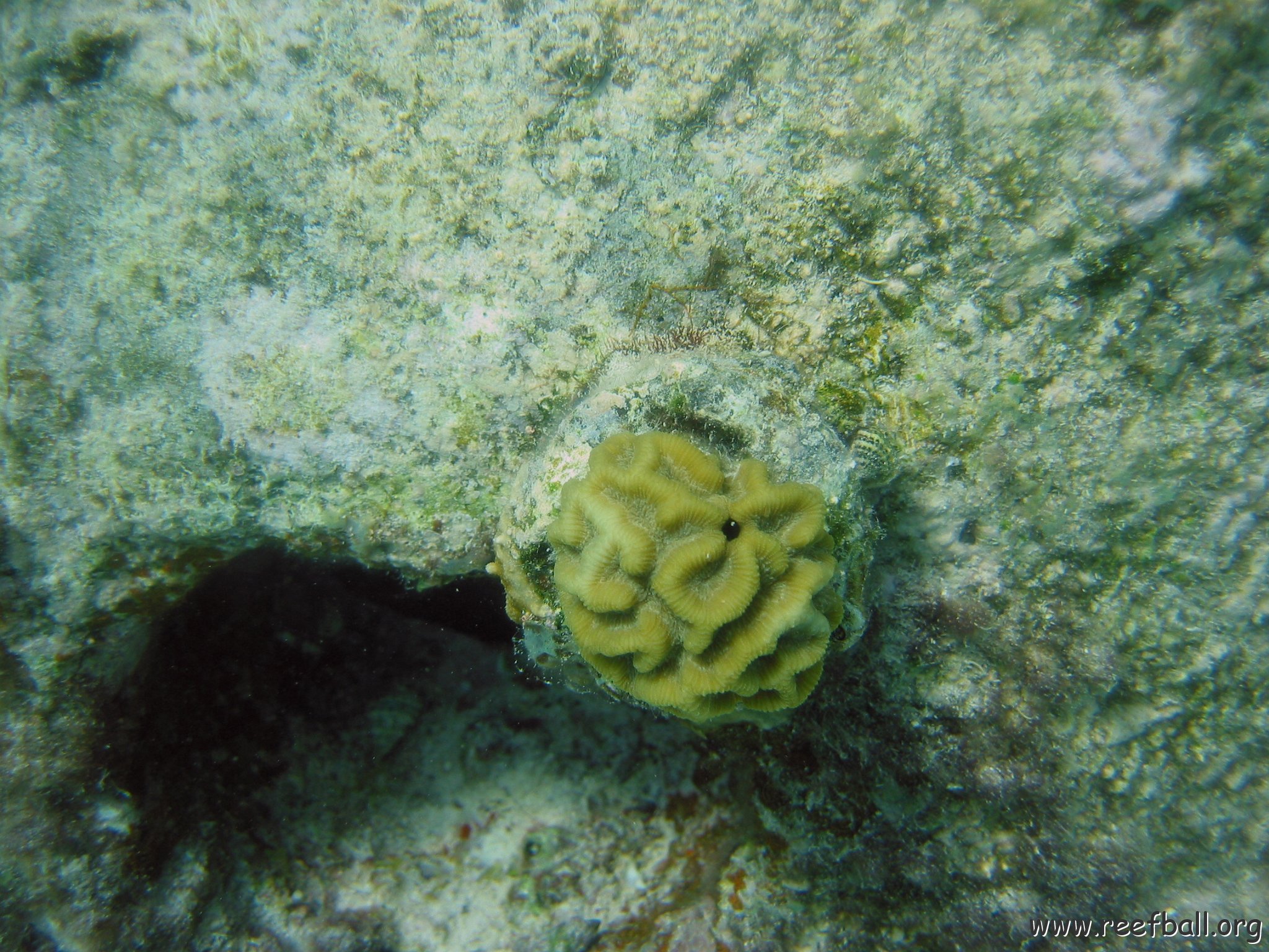 brain_coral_plug,_cl10_west.jpg