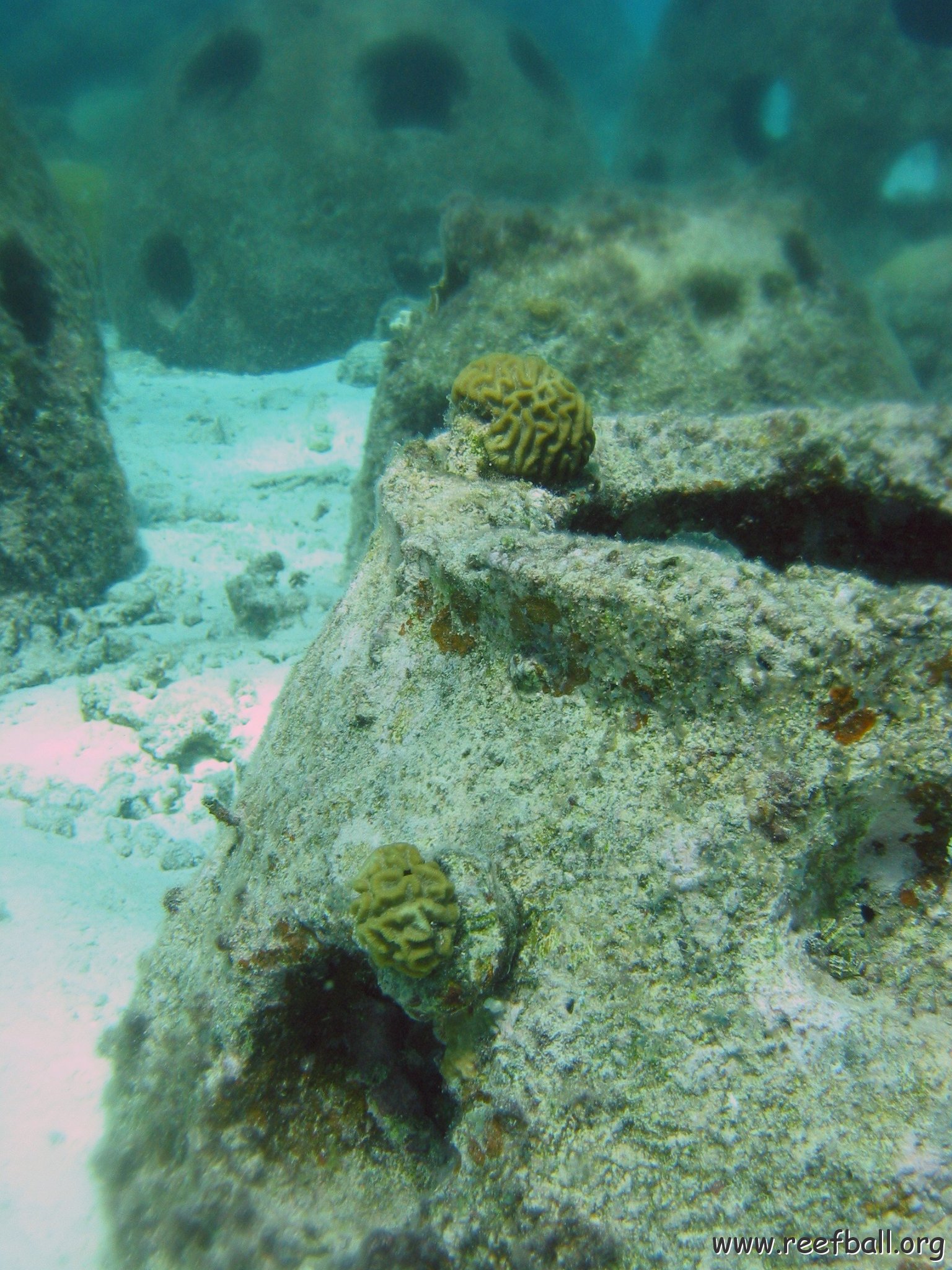 brain_coral_plugs_cl_10_w 