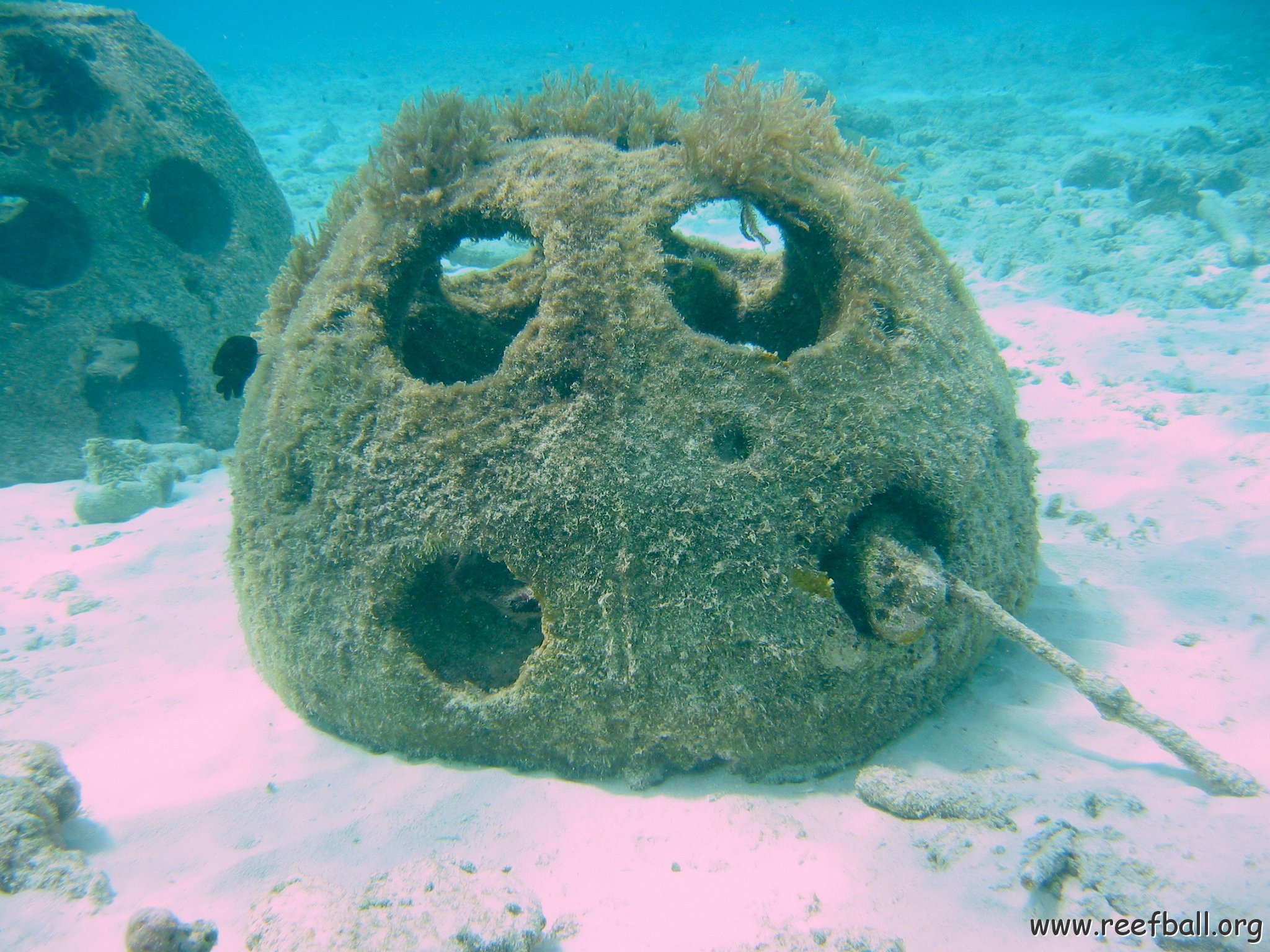bushy_growth_on_reef_ball_shallow_west 
