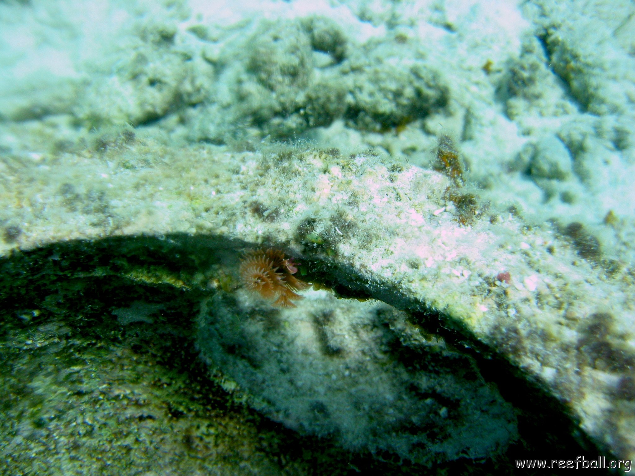 christmas_tree_worm_growing_on_reef_ball,_cl_10_west