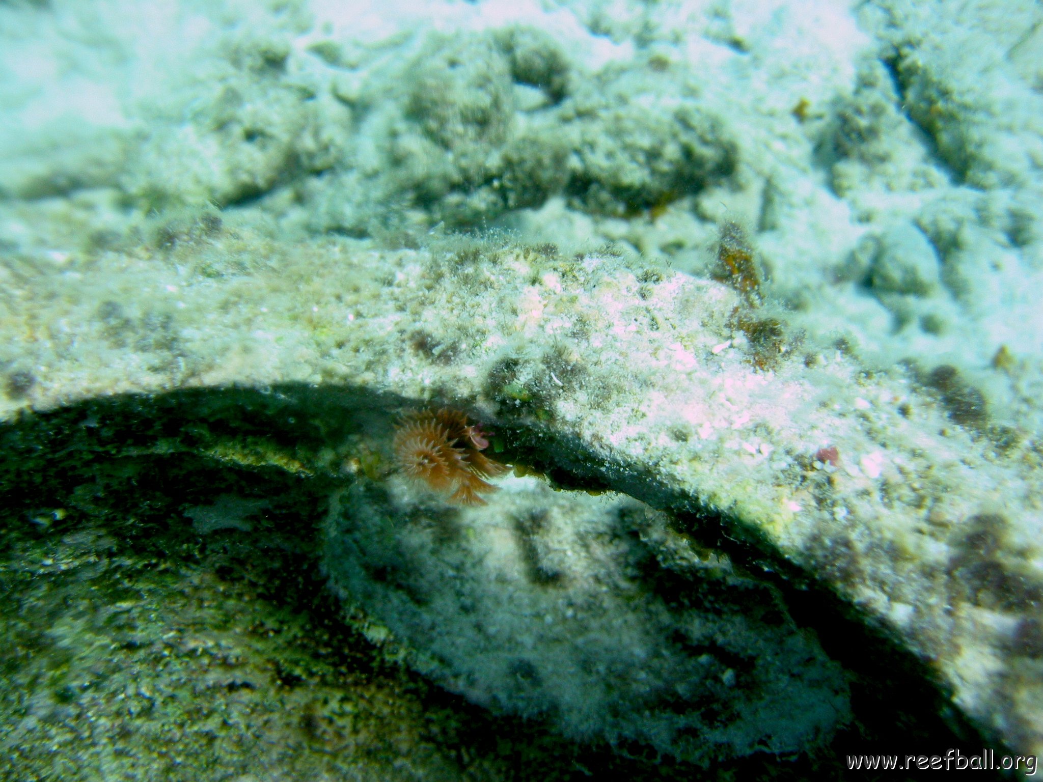 christmas_tree_worm_growing_on_reef_ball,_cl_10_west 