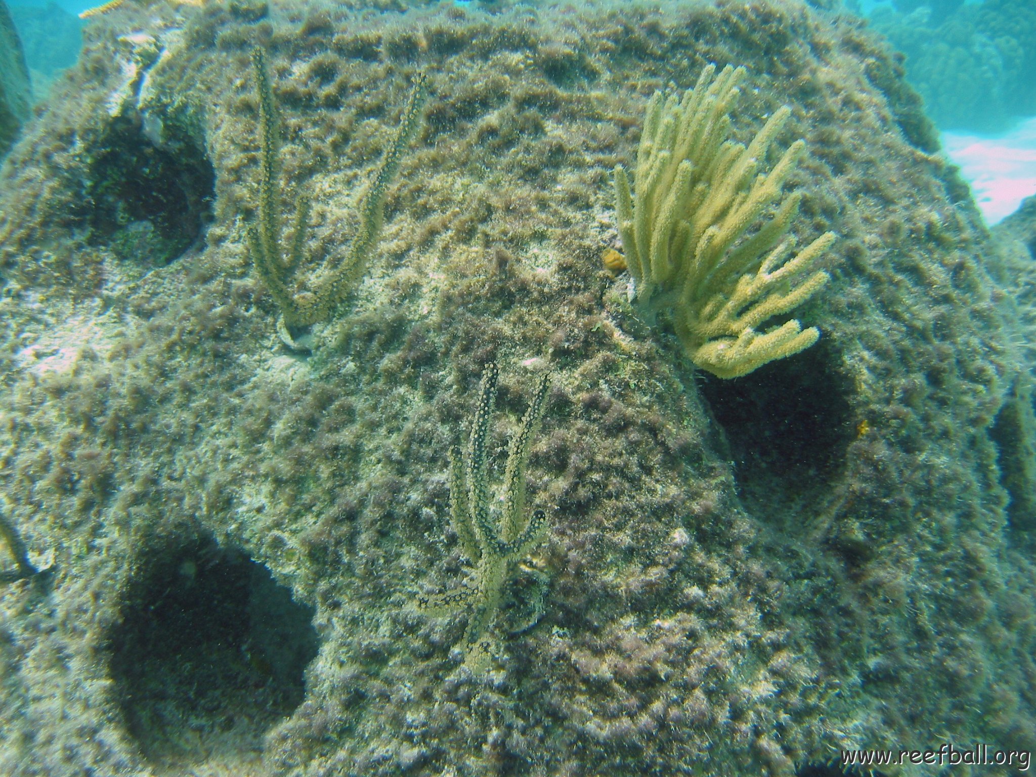 close_up_sea_rods_on_p8,_cl10_west 
