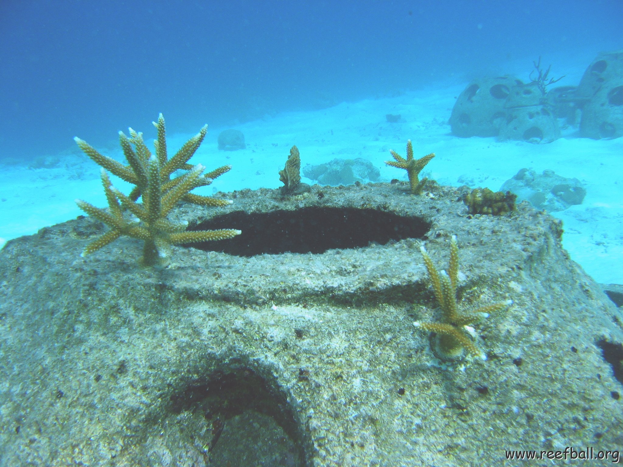 coral_plugs_on_p1_east_cl_12 