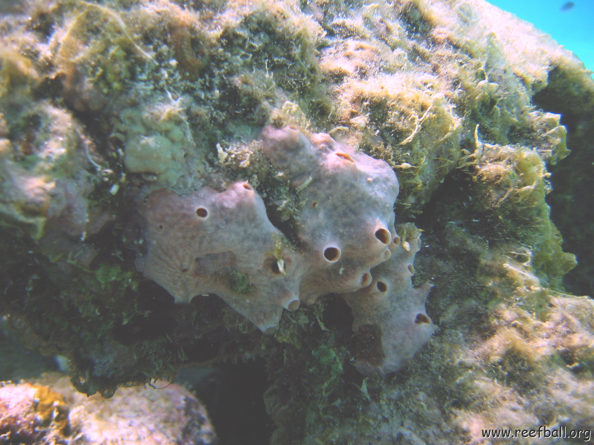 encrusting_sponge_on_reef_ball_shallow_west 