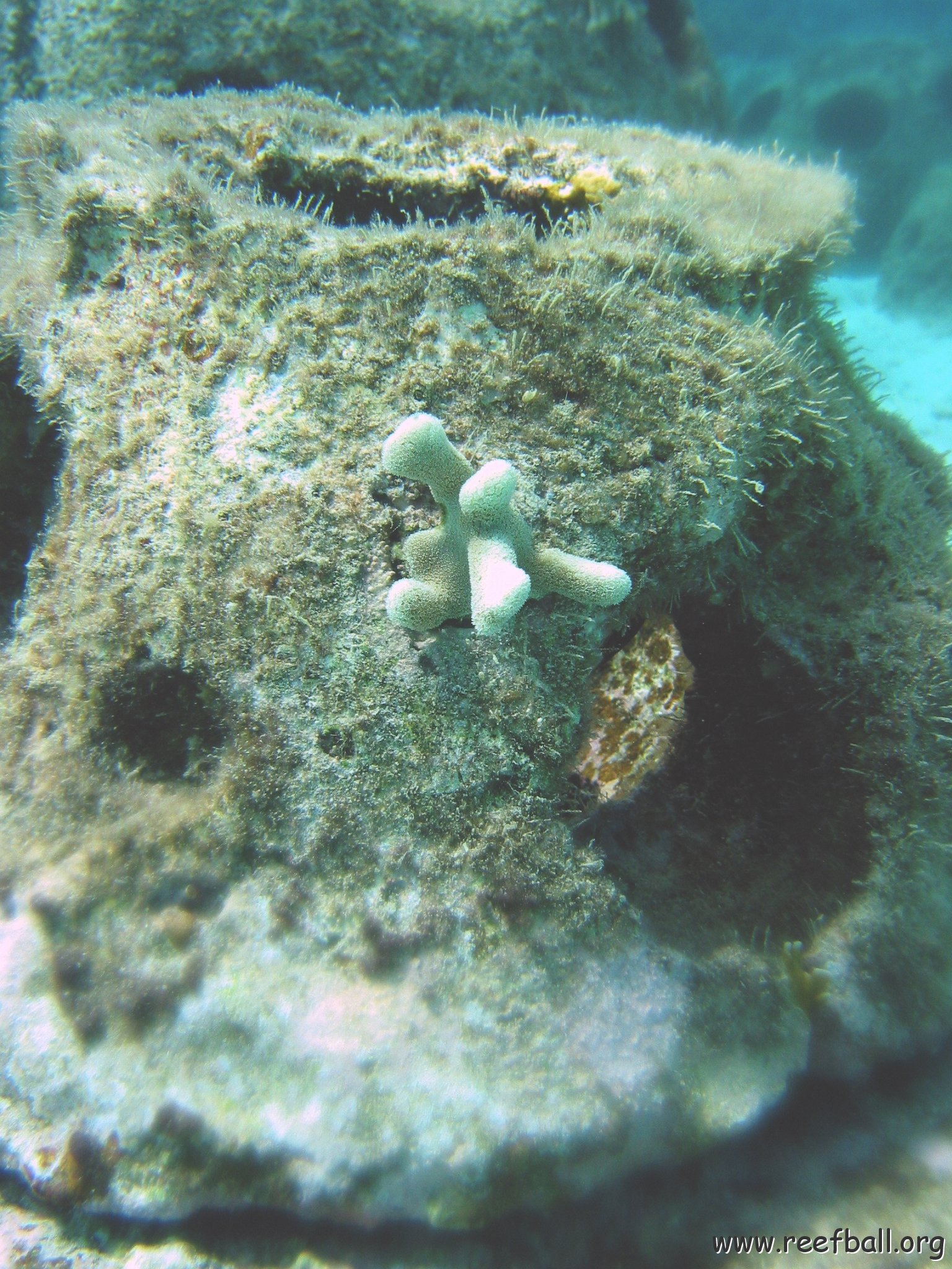 finger_coral_lp_on_bay_w_ 