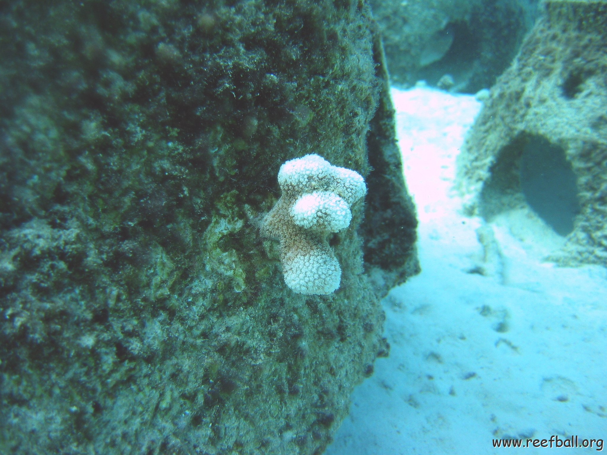 finger_coral_plug_p_5,_cl_12_east 