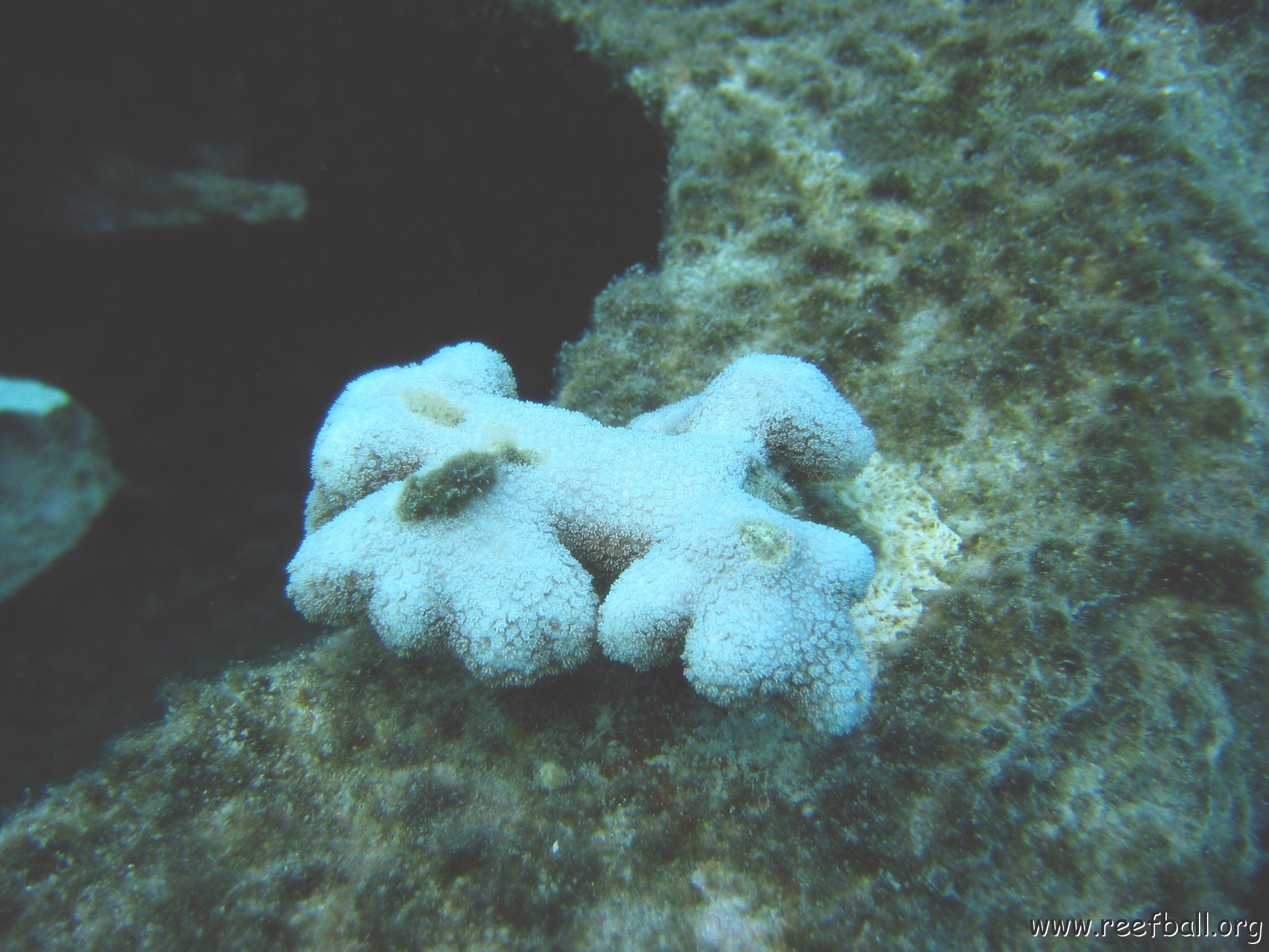 finger_with_algae_p_5,_cl_12_east 