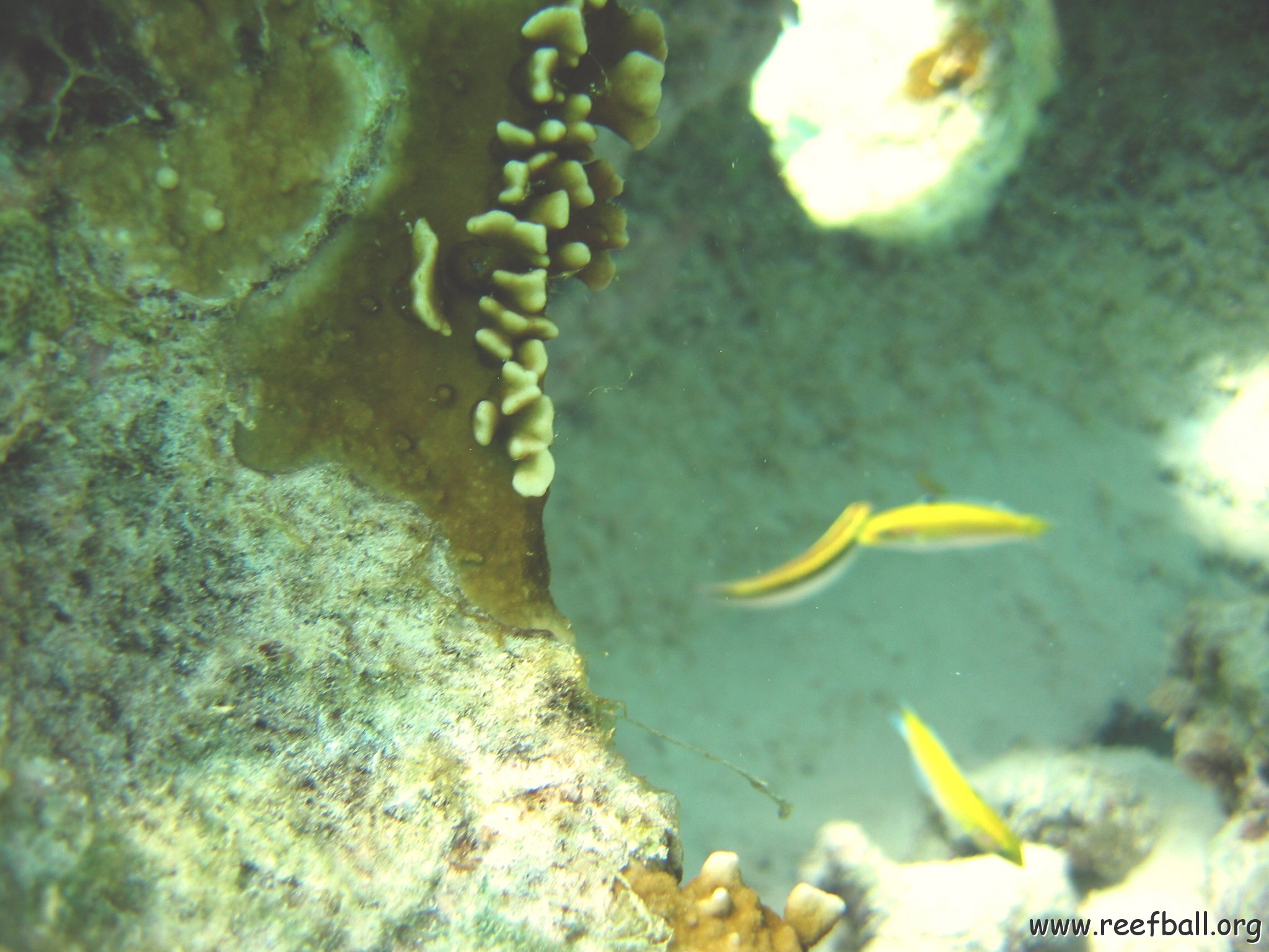 fire_coral_on_reef_ball_ondiep_west.jpg