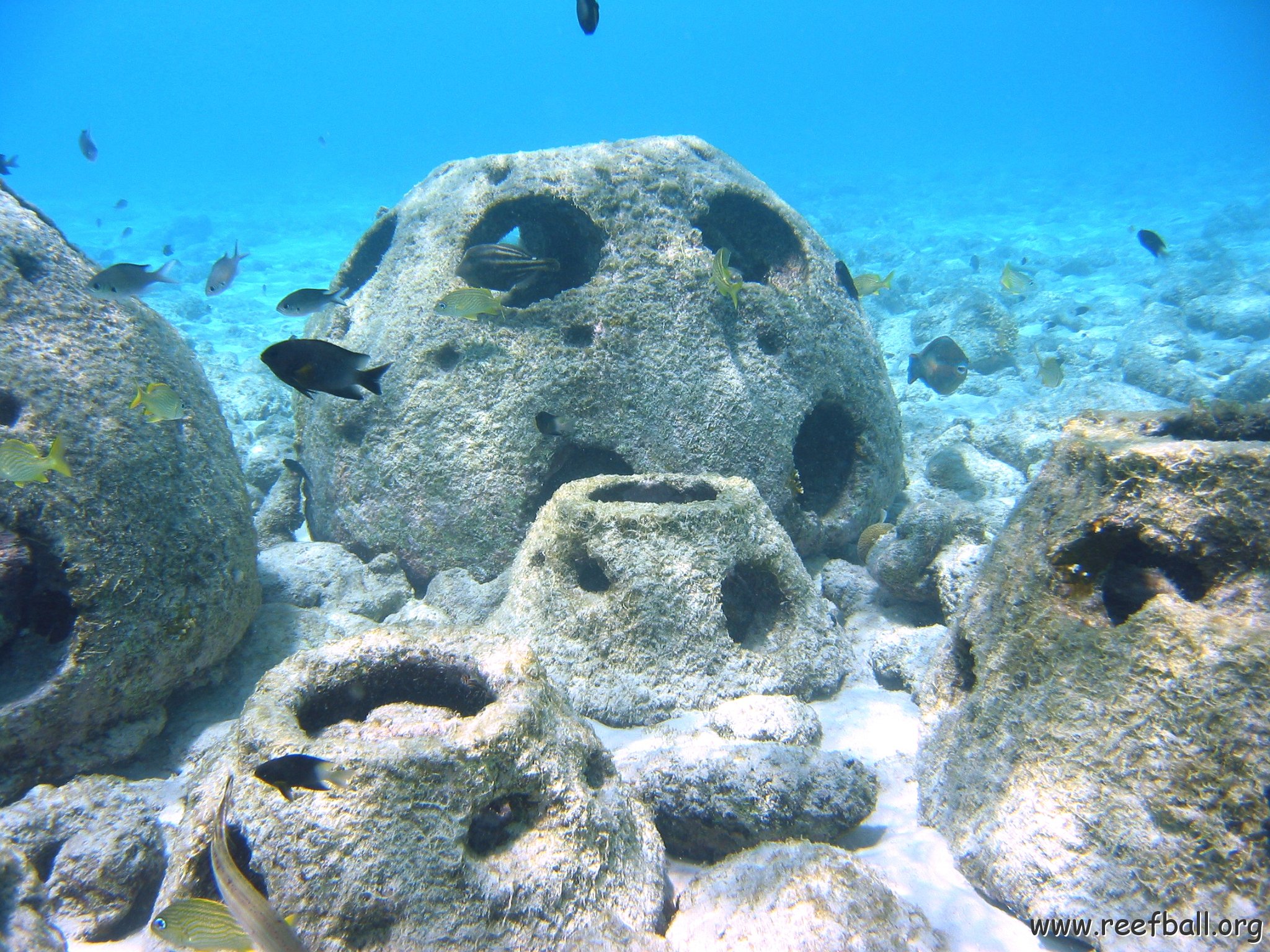 fish_population_rb_cluster_shallow_west 