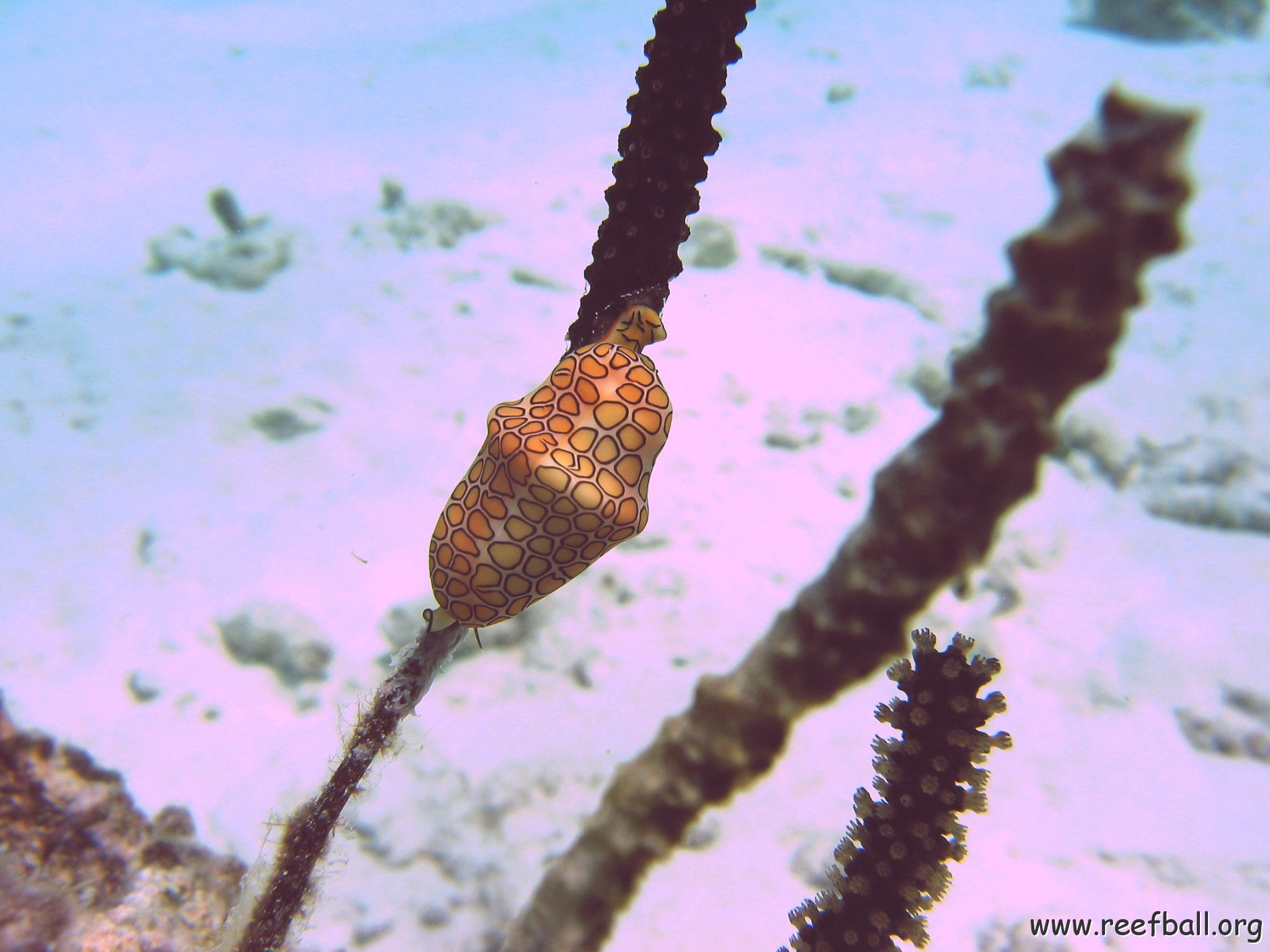 flamingo_tongue_on_sea_rod,_cl_10_west 