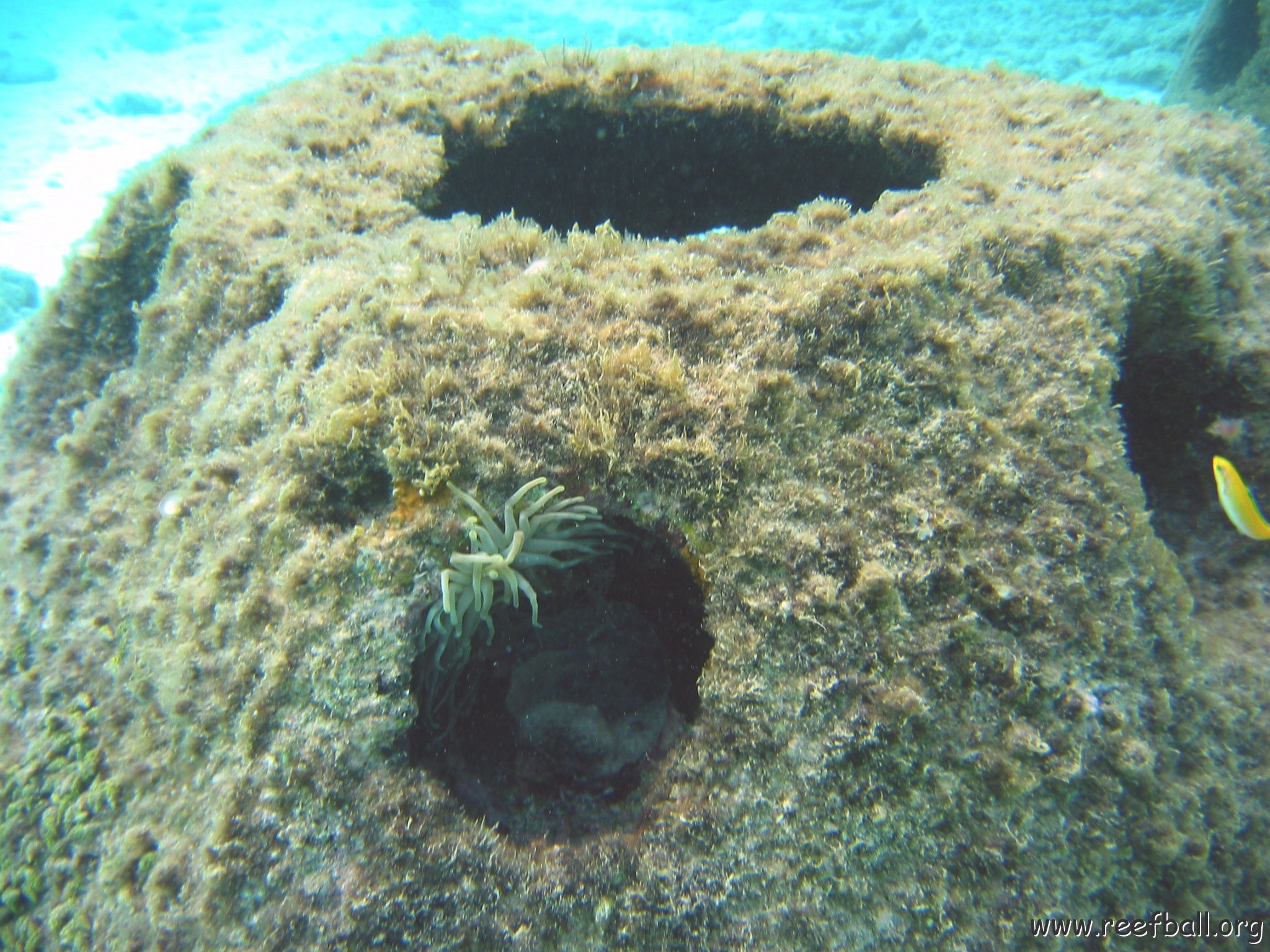 giant_anemone_on_reef_ball_shallow_west.jpg