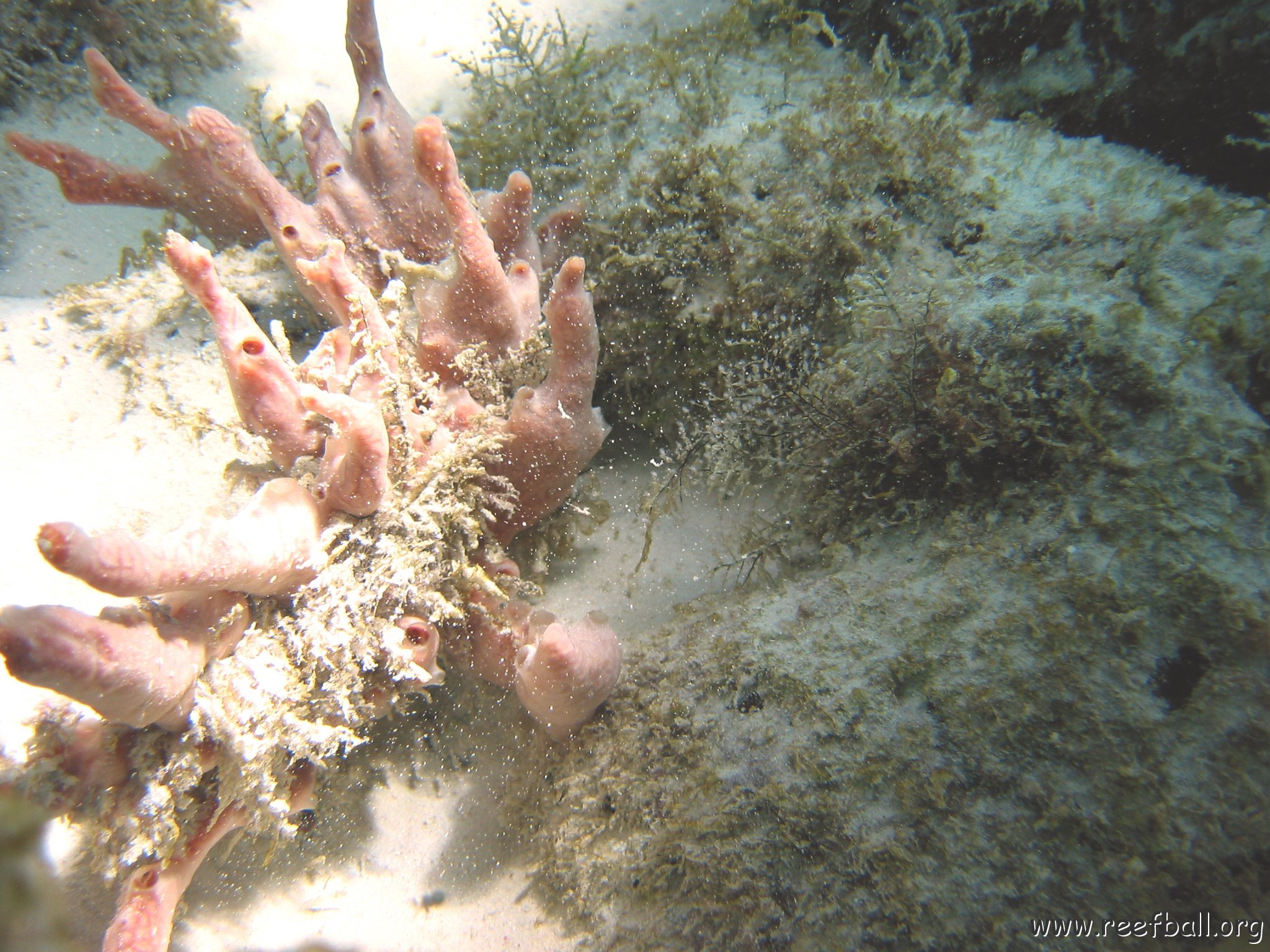 growing_in_a_reef_ball_shallow_west 