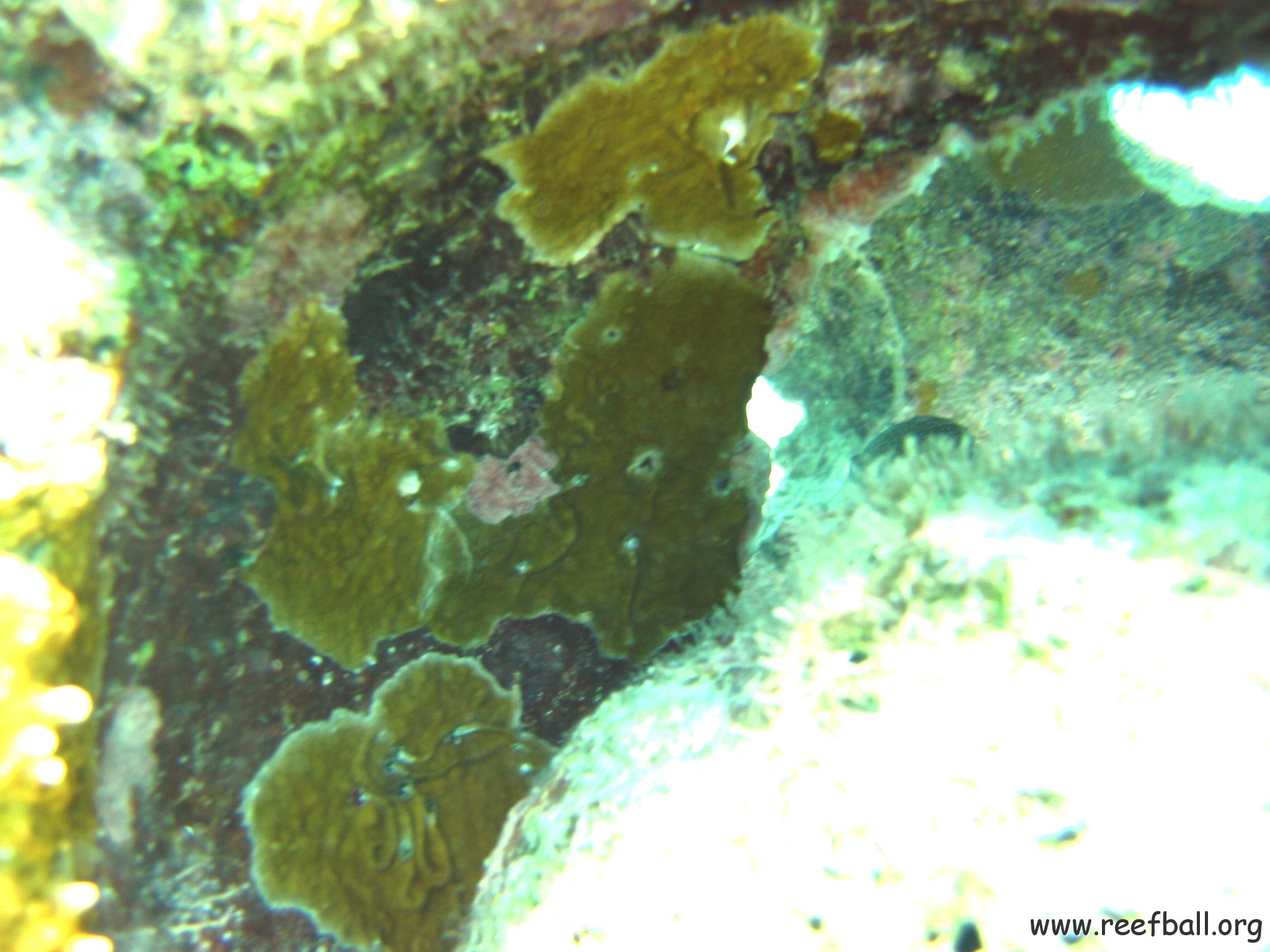 growth_inside_reef_ball_shallo_west 
