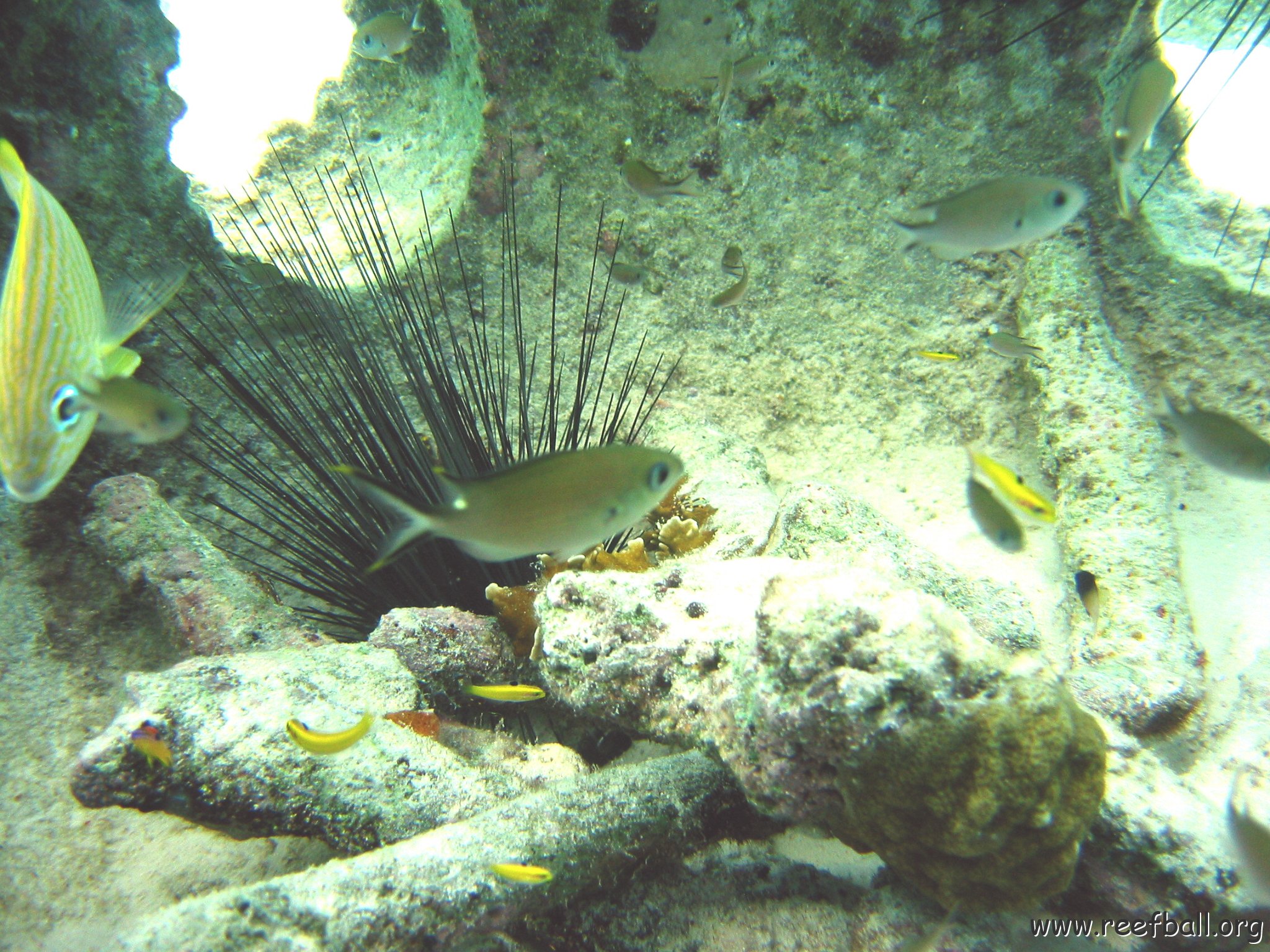 inside_of_reef_ball_cl_9_east.jpg