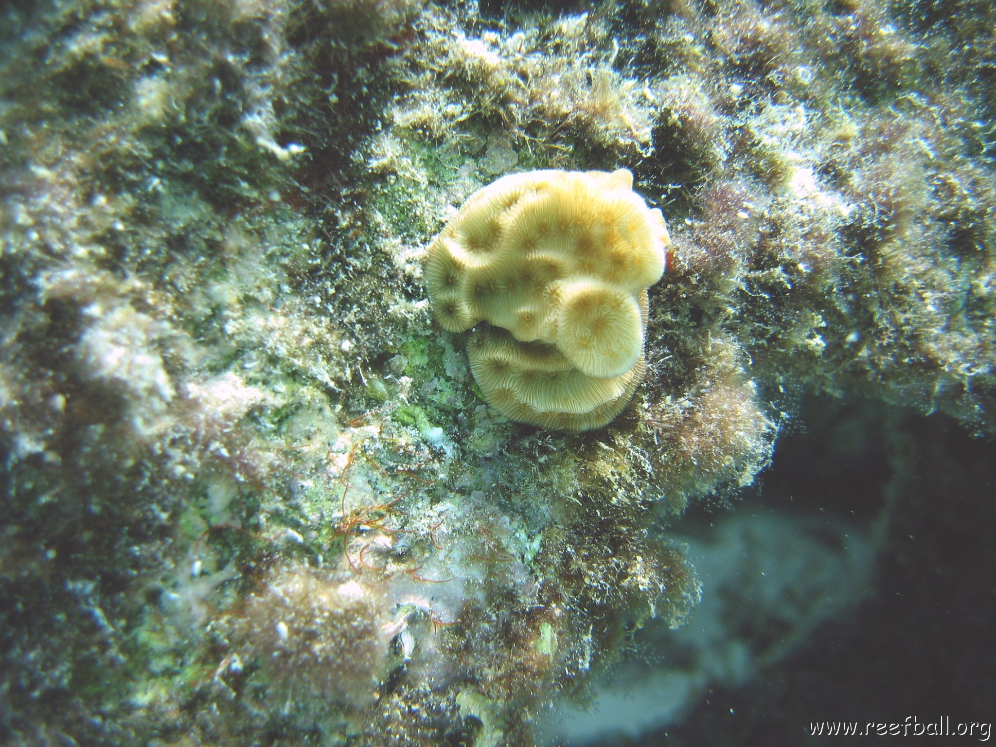 lettuce_leaf_coral_plug,_cl10_west.jpg