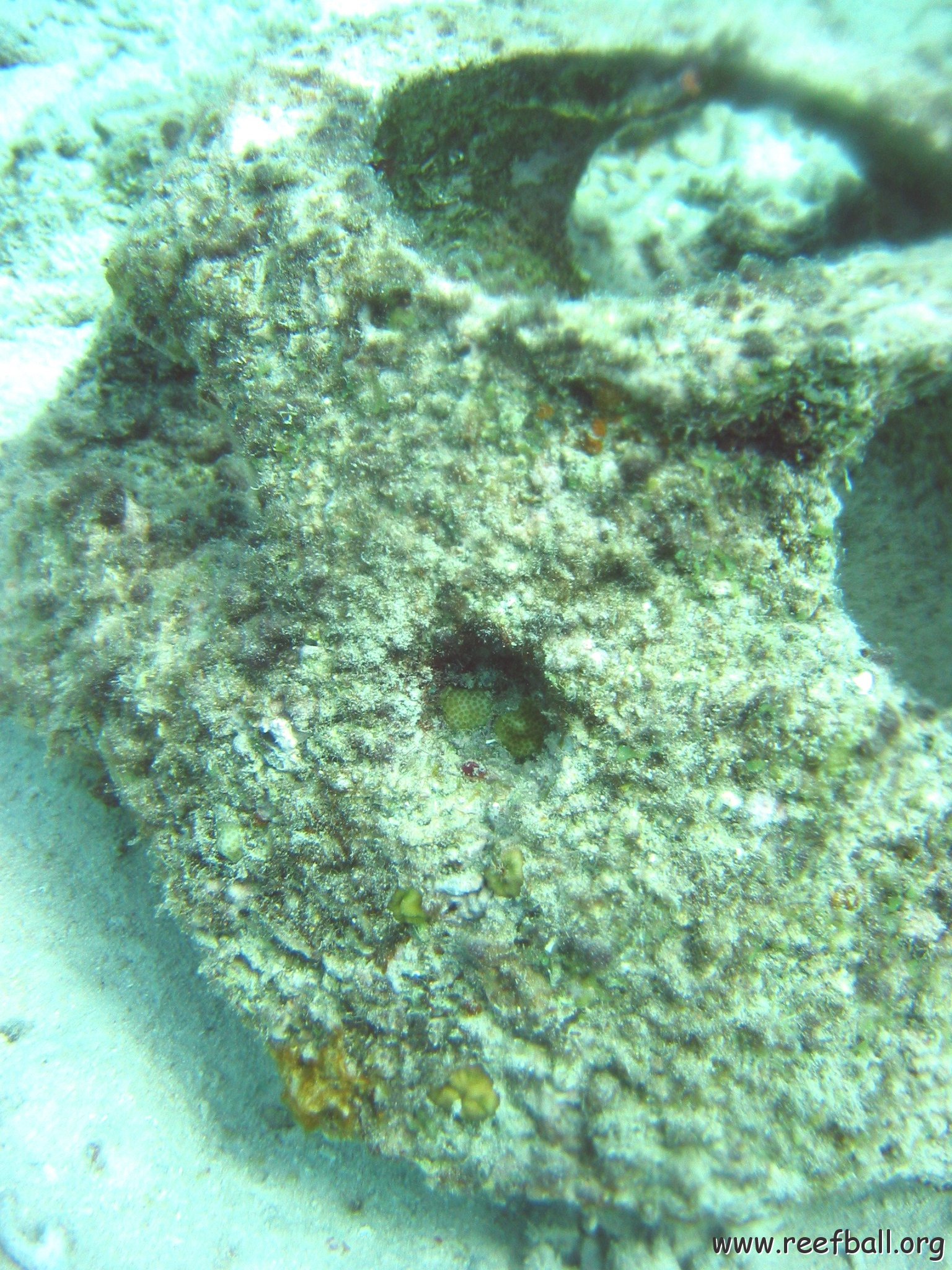 new_coral_growth_on_oyster_31,_cl_10_west