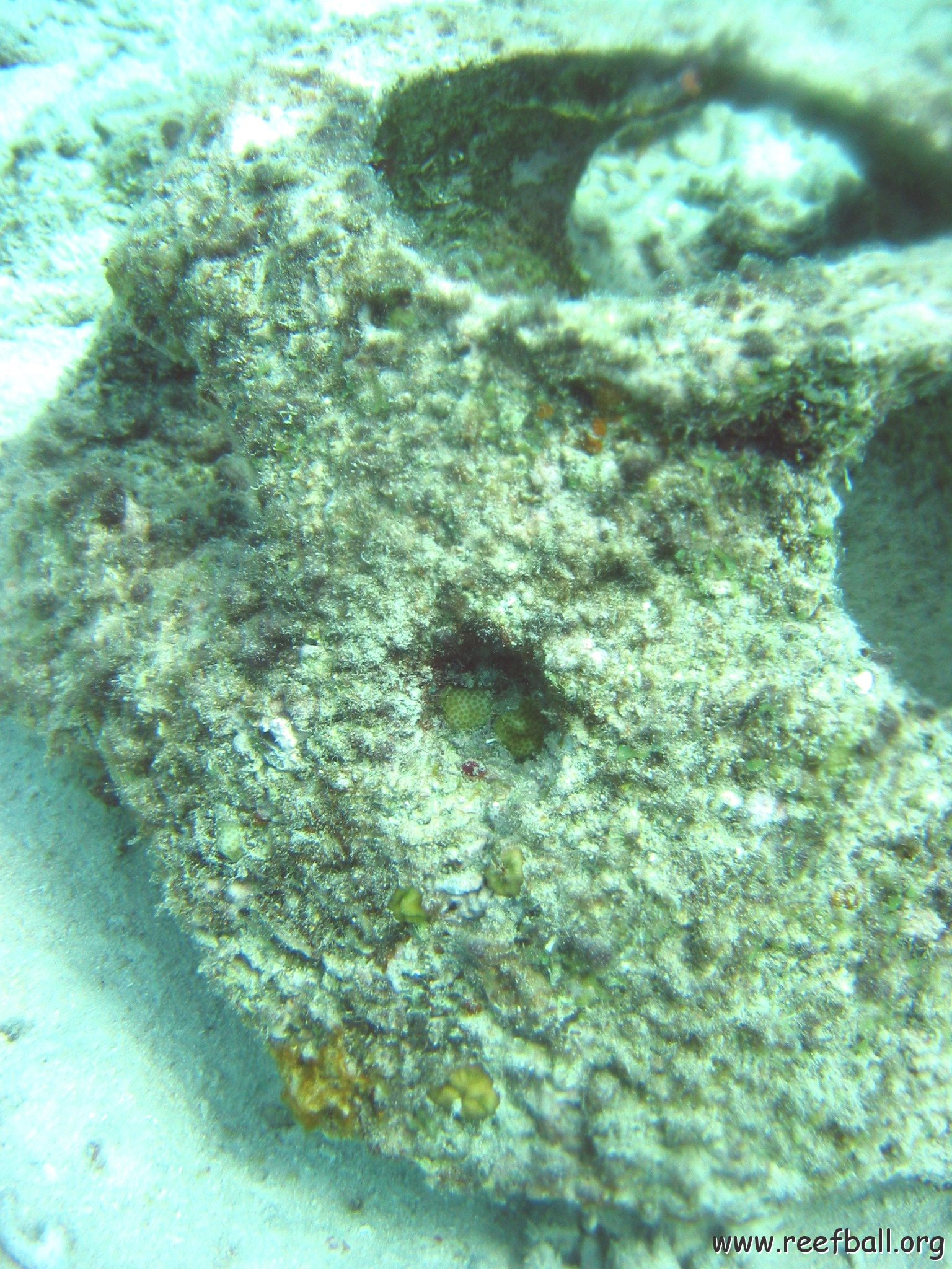 new_coral_growth_on_oyster_31,_cl_10_west 
