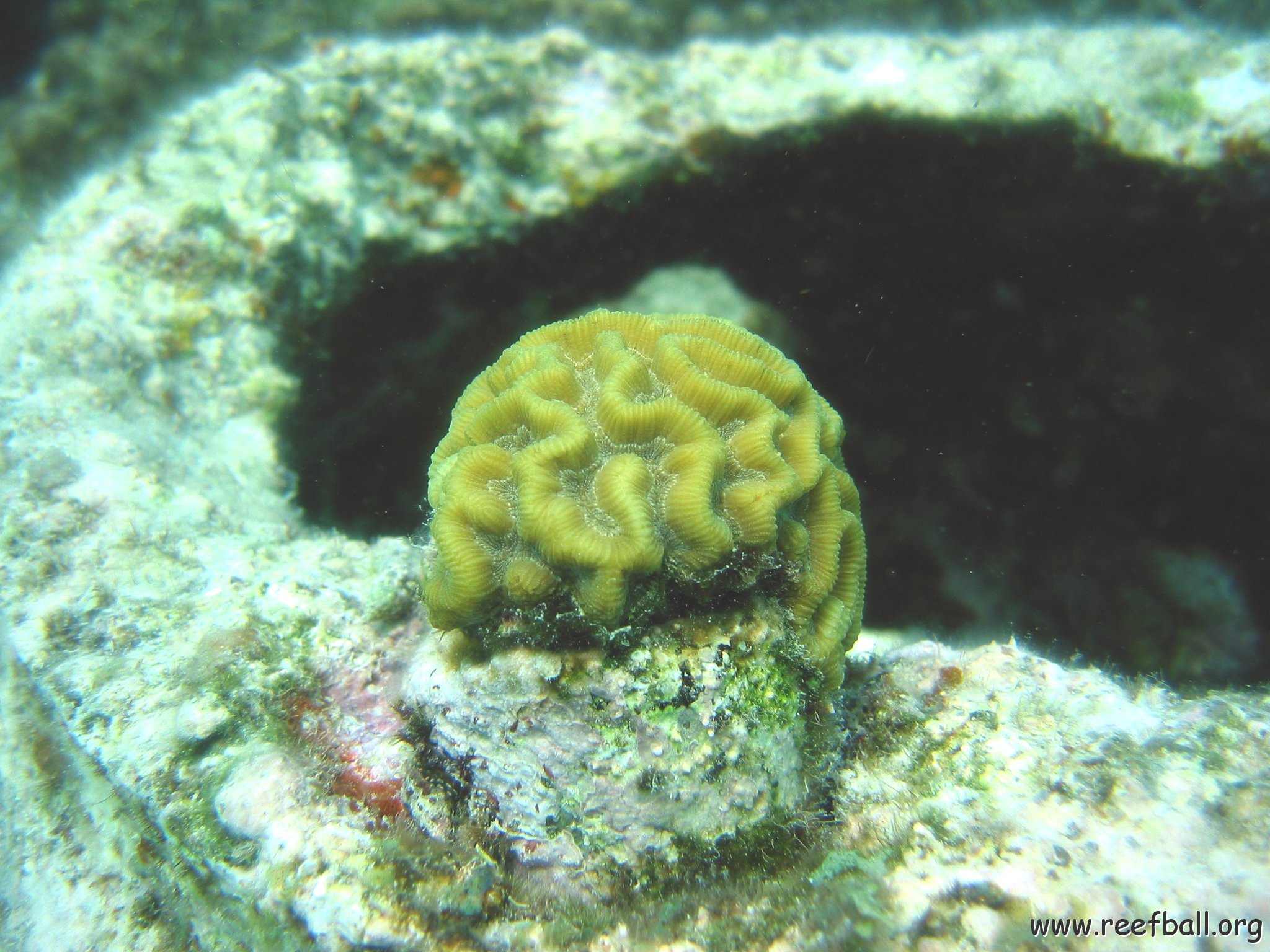 other_brain_coral_plug,_cl_10_west