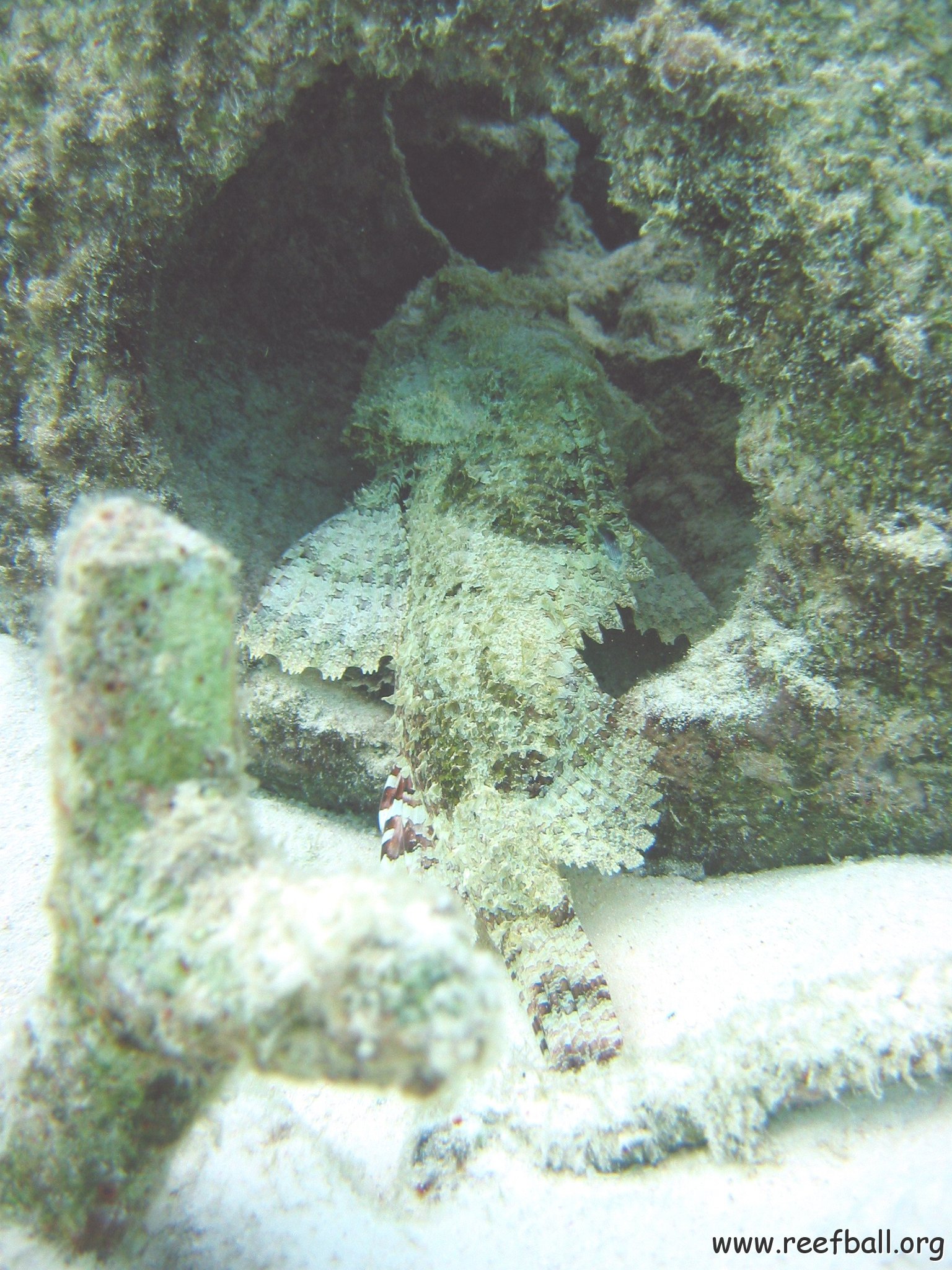 scorpion_fish_in_reef_ball_cl_9_east