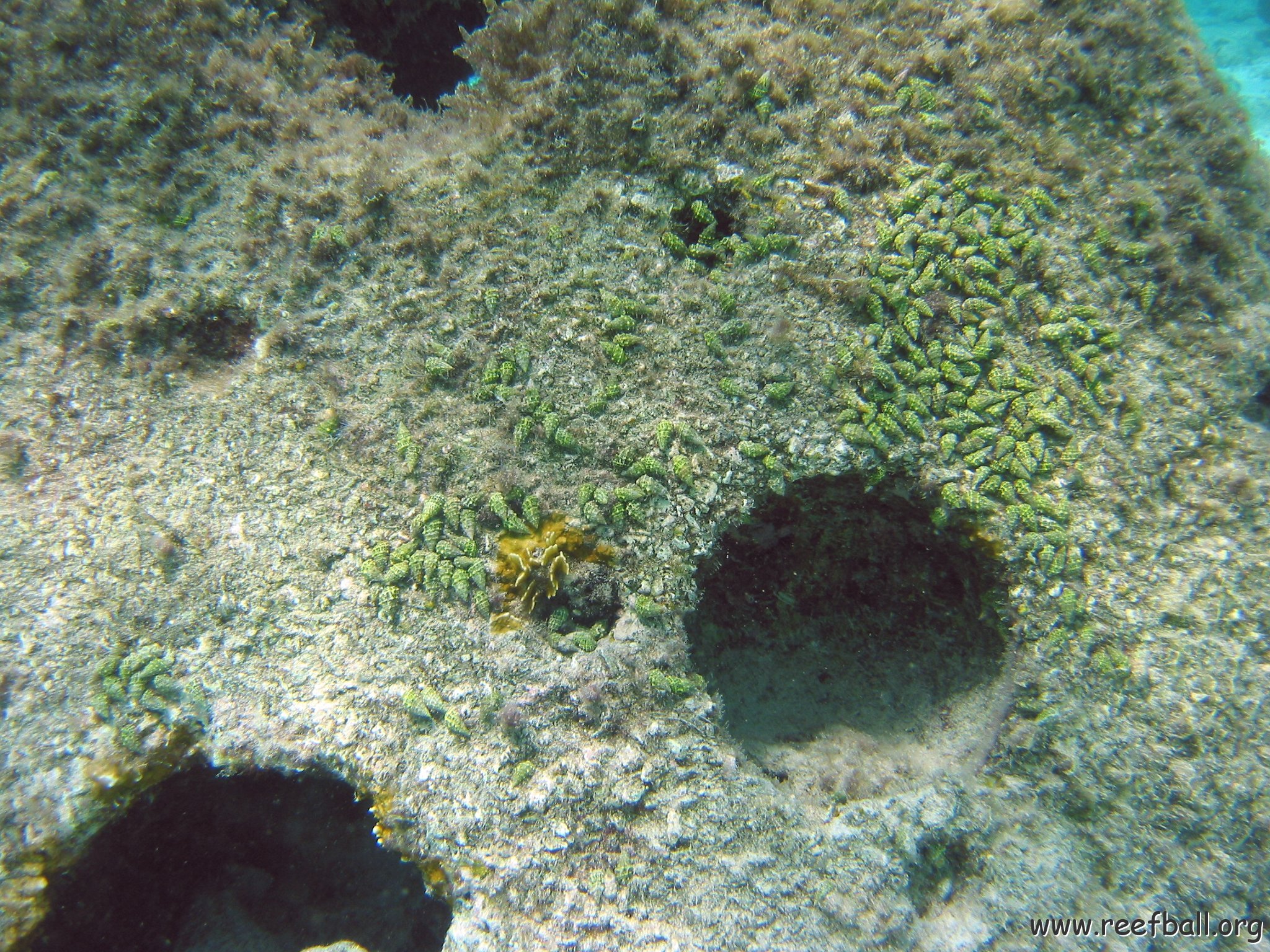 slugs_on_reef_ball,_shallow_cluster_west