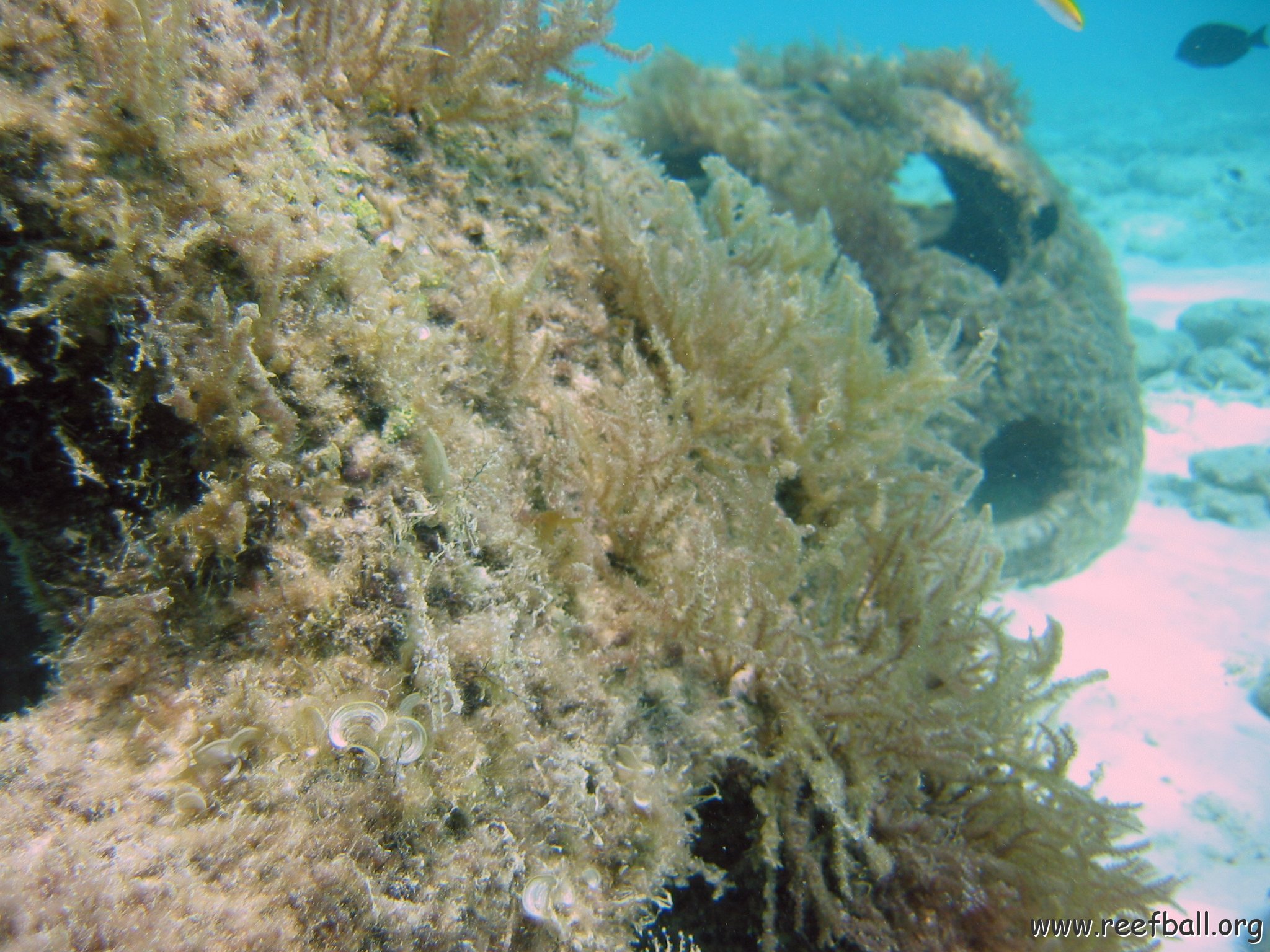 with_new_coral_growth