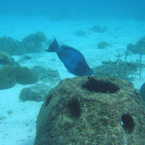 blue_parrot_eating_from_reef_balls_cl_10_west