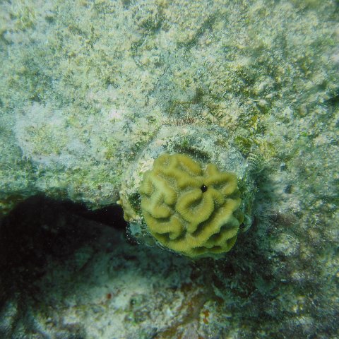 brain_coral_plug,_cl10_west