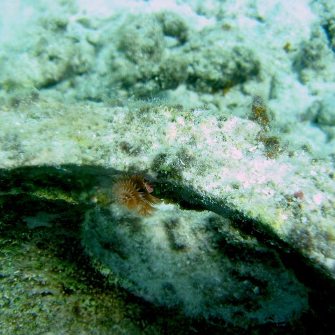 christmas_tree_worm_growing_on_reef_ball,_cl_10_west