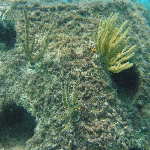 close_up_sea_rods_on_p8,_cl10_west