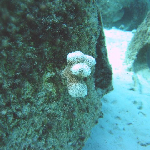 finger_coral_plug_p_5,_cl_12_east