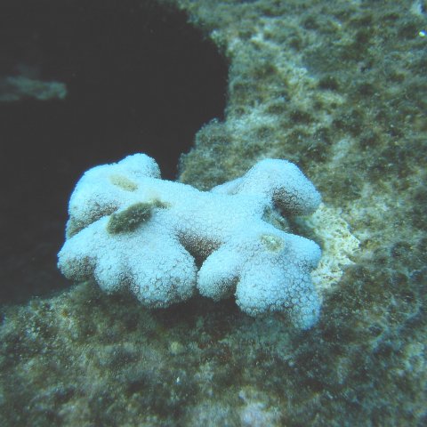 finger_with_algae_p_5,_cl_12_east