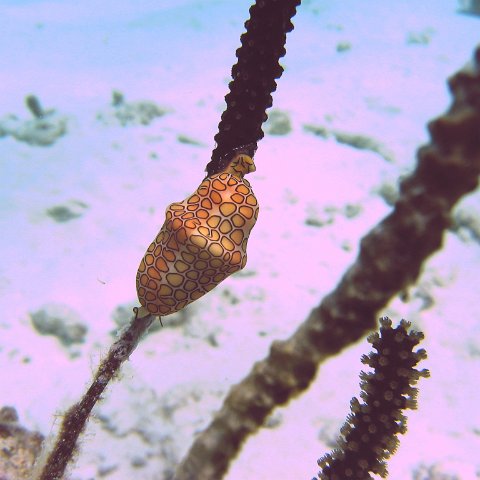 flamingo_tongue_on_sea_rod,_cl_10_west