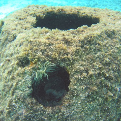 giant_anemone_on_reef_ball_shallow_west