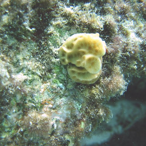 lettuce_leaf_coral_plug,_cl10_west