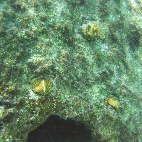 lettuce_leaf_coral_plugs_close_together_ultra,_cl10_west