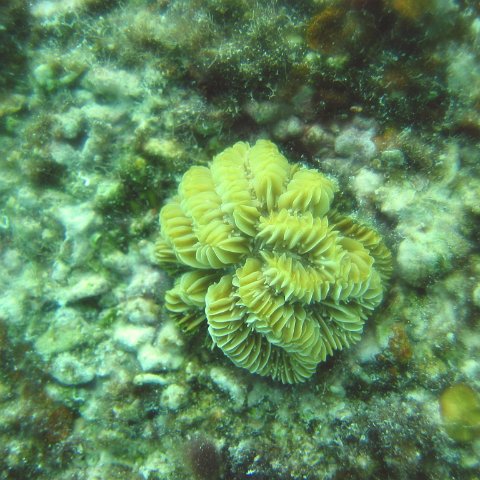 maze_coral_plug,_cl_10_west 