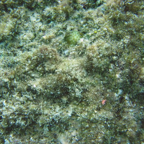 new_coral_growth,_cl10_west 