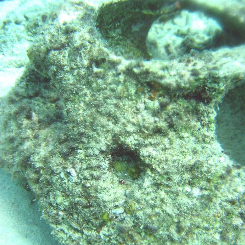 new_coral_growth_on_oyster_31,_cl_10_west