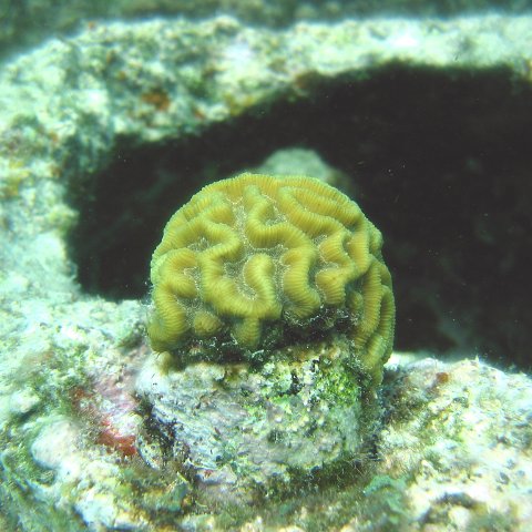 other_brain_coral_plug,_cl_10_west 