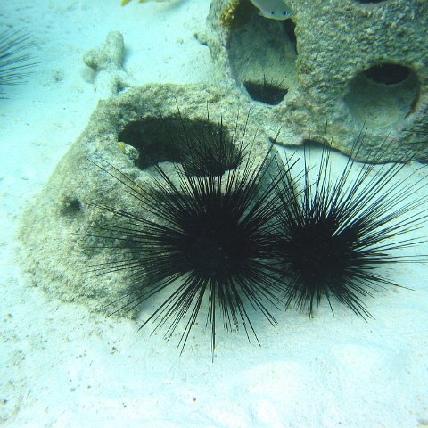 sea_urchins_cl_8_east