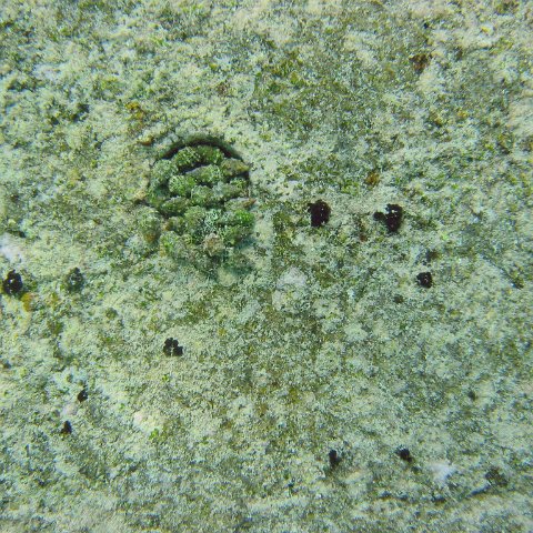 snails_and_minuscule_new_coral_growth,_cl9_east