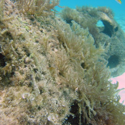 with_new_coral_growth