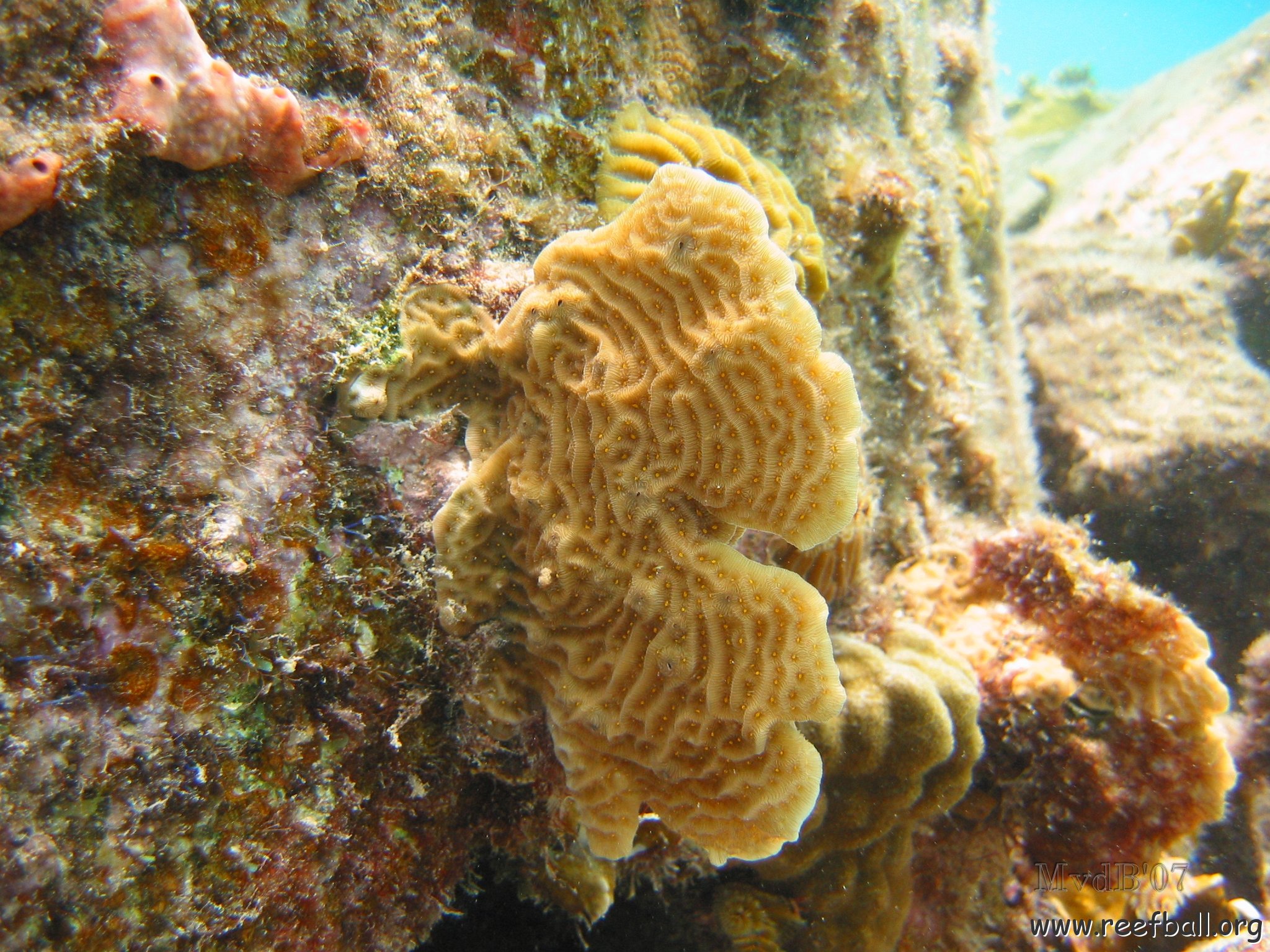 23-07-07 CL 10 W, 14Ul LETTUCE SEM.jpg