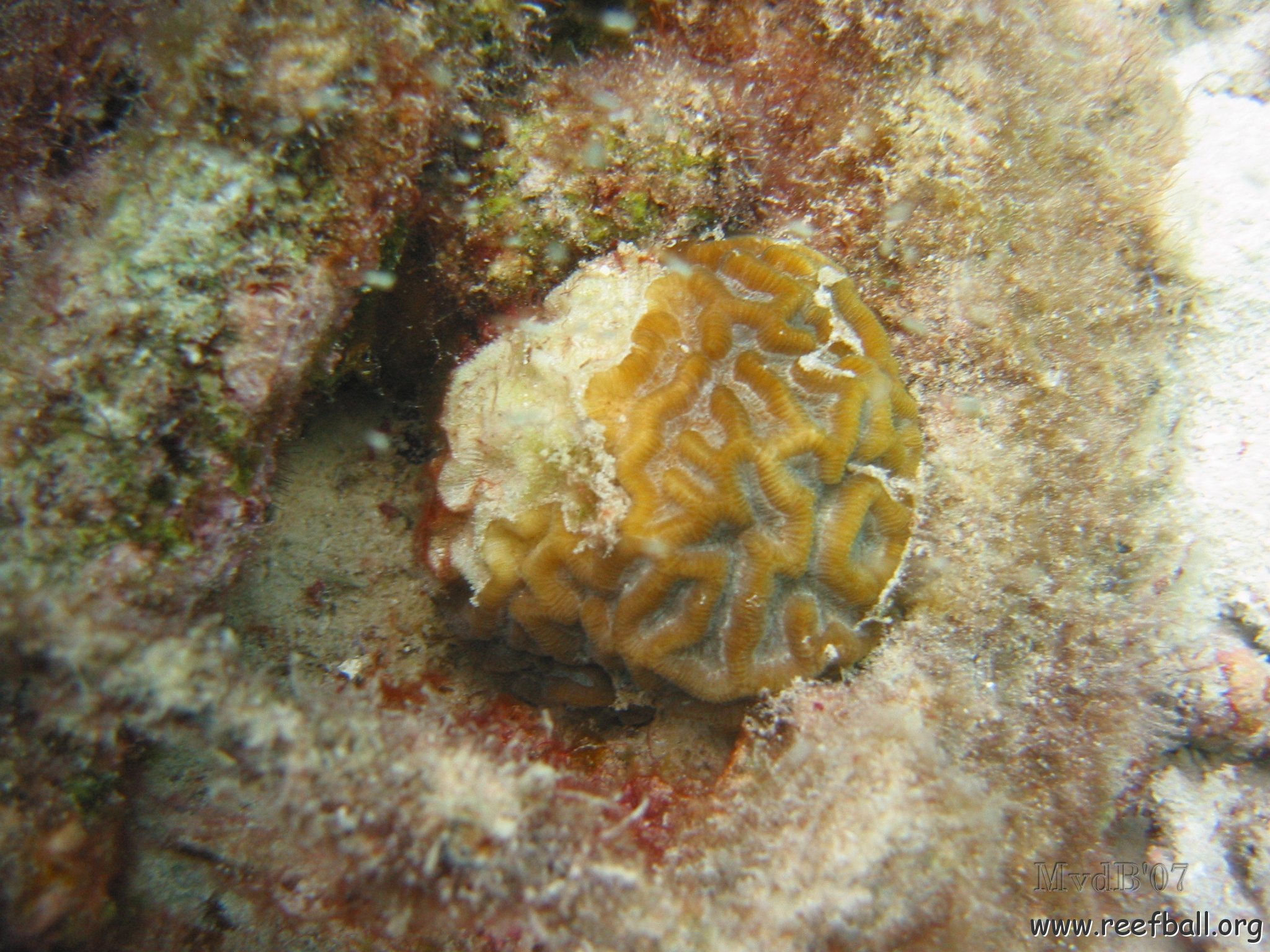 23-07-07 CL 10 W, 15LPd BRAIN SEH.jpg