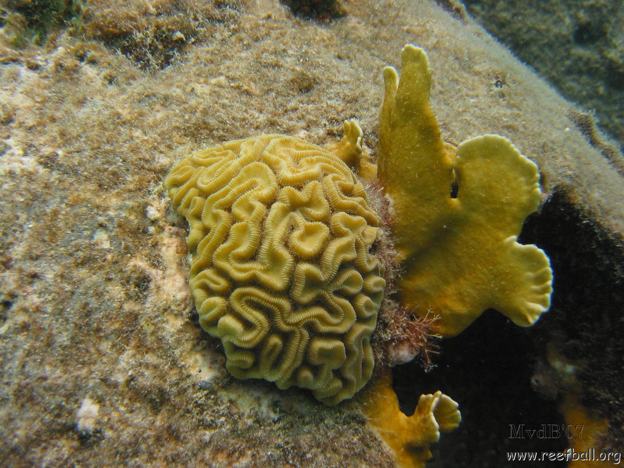 23-07-07 CL 10 W, 16Bb BRAIN NWH.jpg