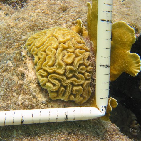 23-07-07 CL 10 W, 16Ba BRAIN NWH 