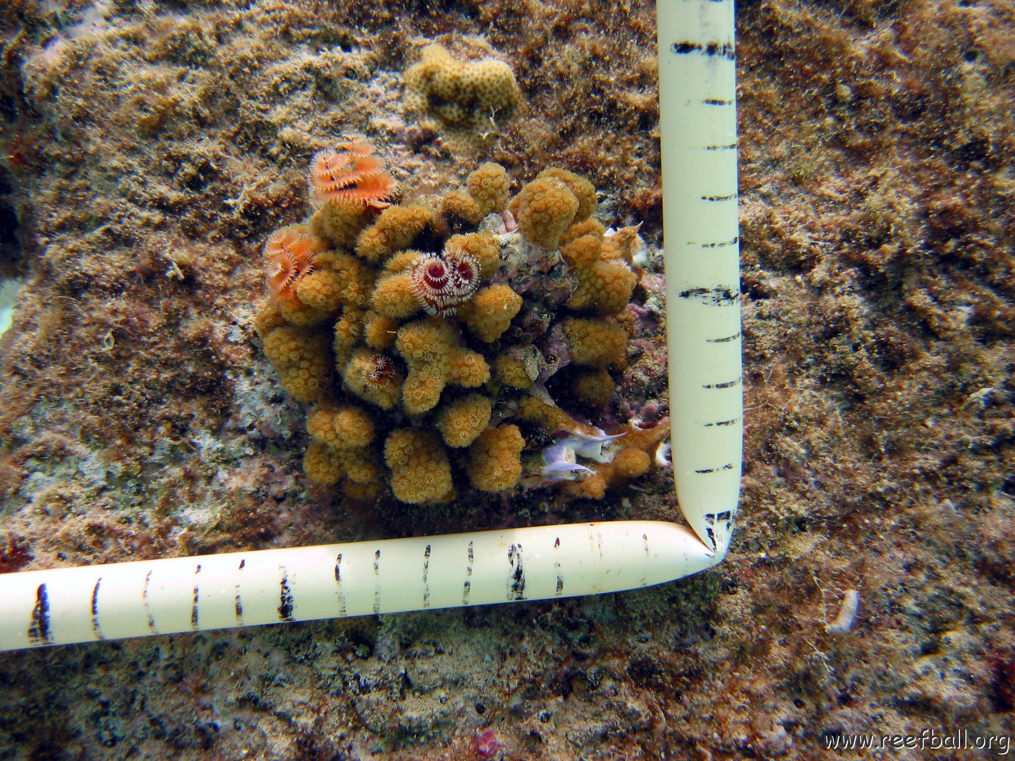 23-07-07, CL 12 E, 2Pc PENCIL SEH.jpg
